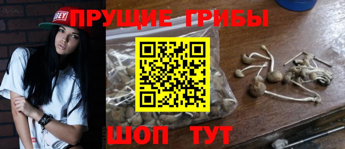 Псилоцибиновые грибы Psilocybe Владивосток